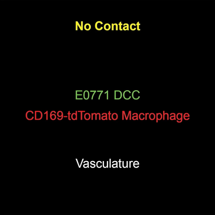 CD169-tdTomato Macrophage