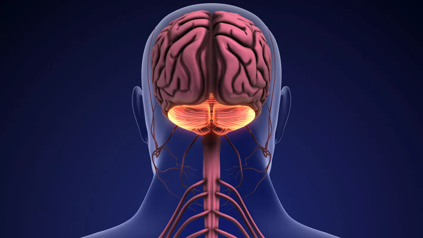Decoding How Neuropeptides Influence the Cerebellum