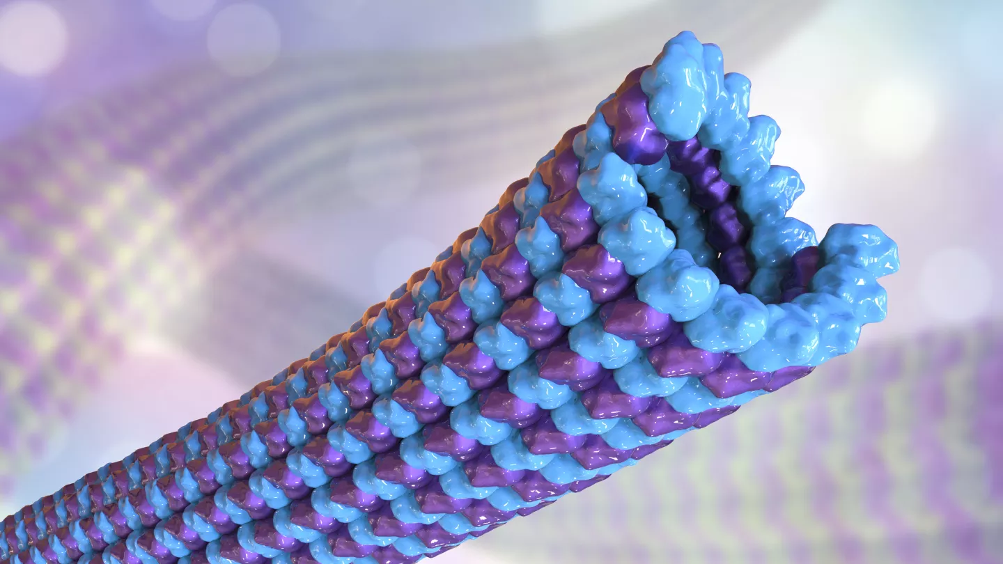 Microtubules, illustration