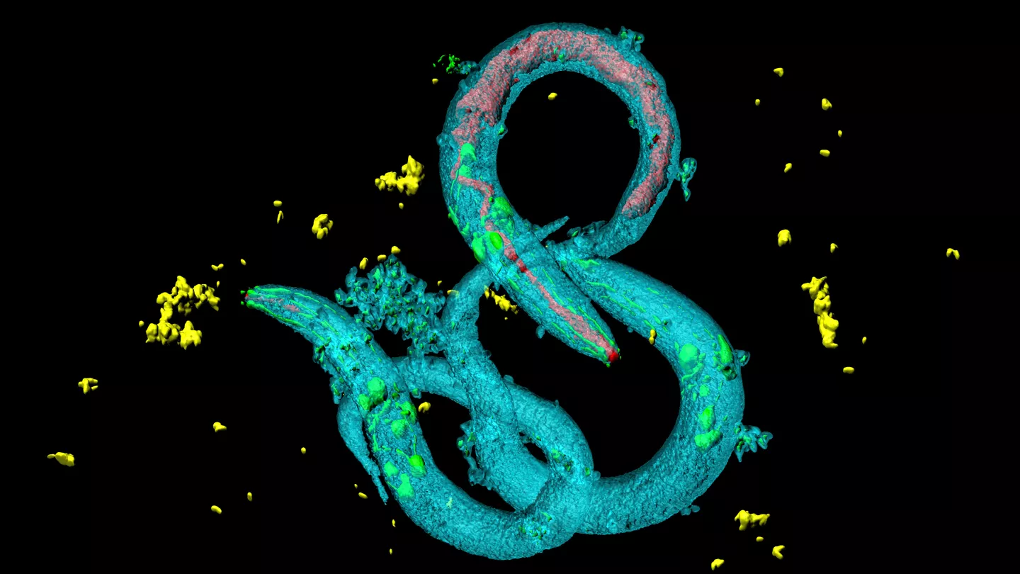 Identifying the Function of Every C. elegans Neuron