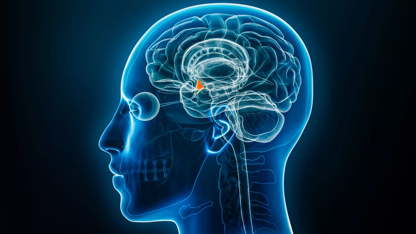 Investigating Brain Circuits Linking Overeating with Obesity