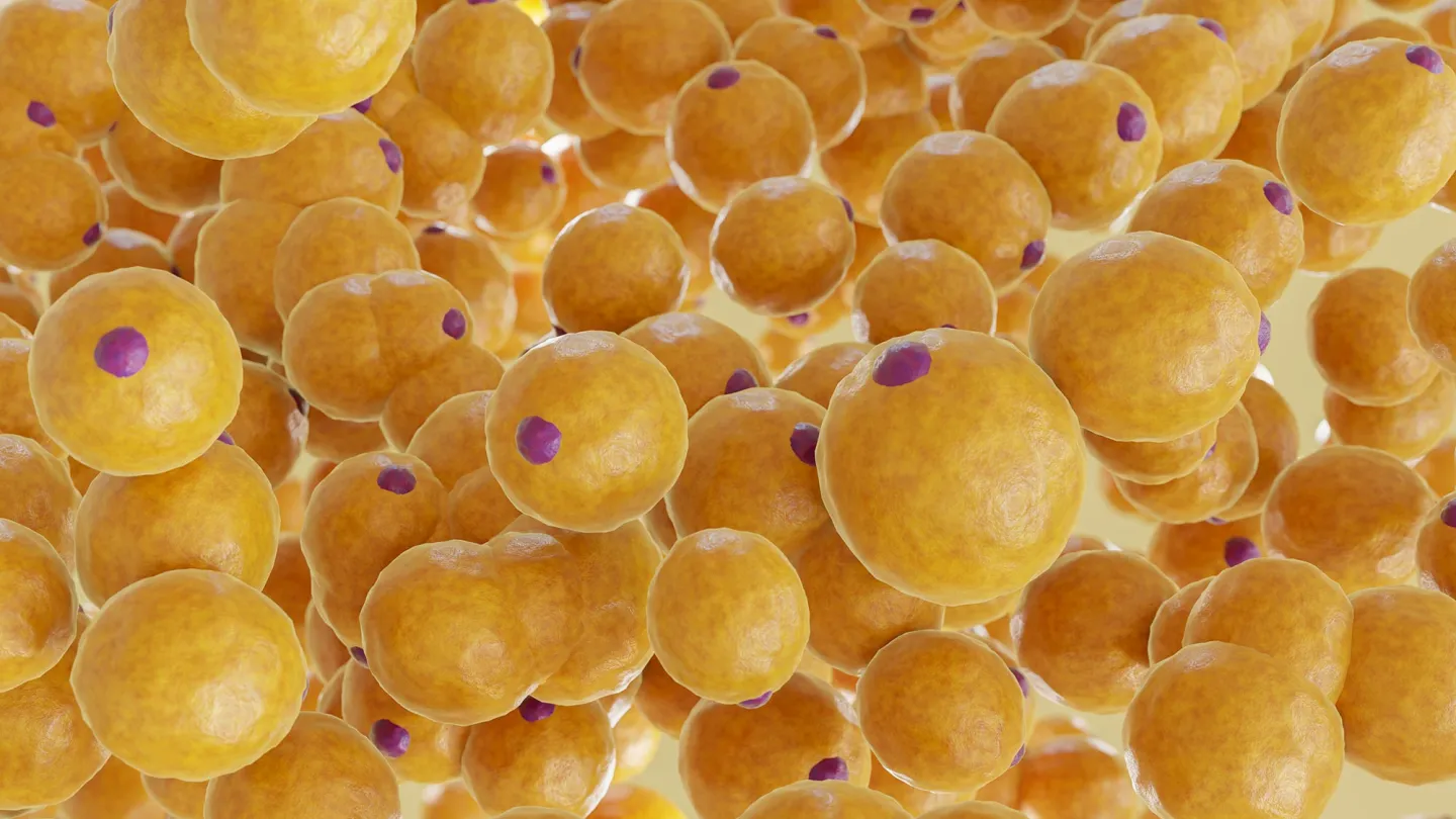 A cluster of Fat cells. 3D Rendering