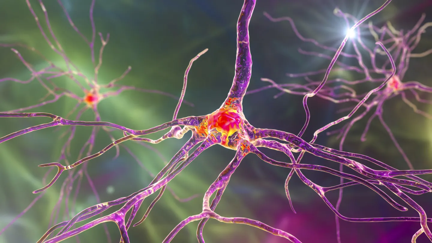 Human Brain Nerve Cell Illustration