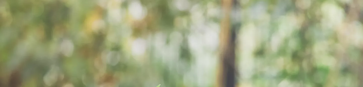 Blurred Forest  Background