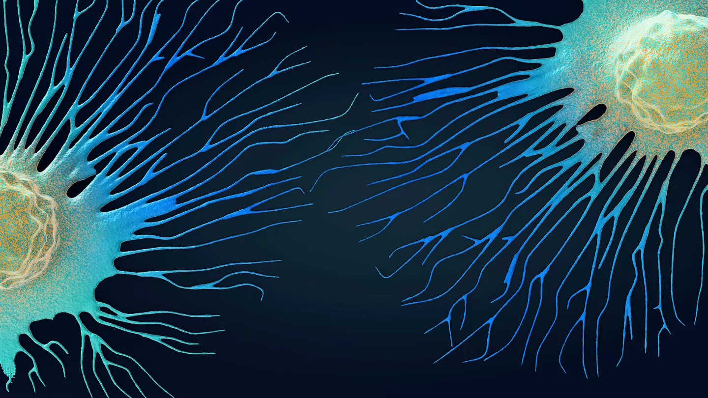 How Cancer Cells Enter Dormancy cell interaction