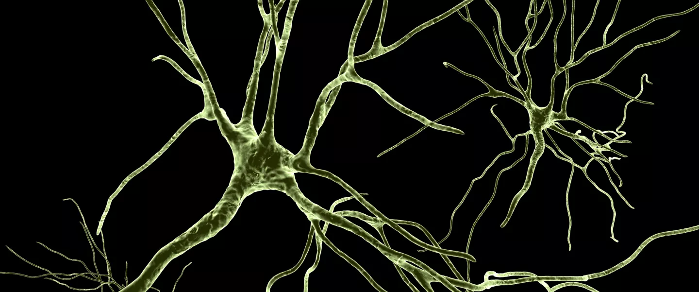 Illustration of Human brain nerve cells