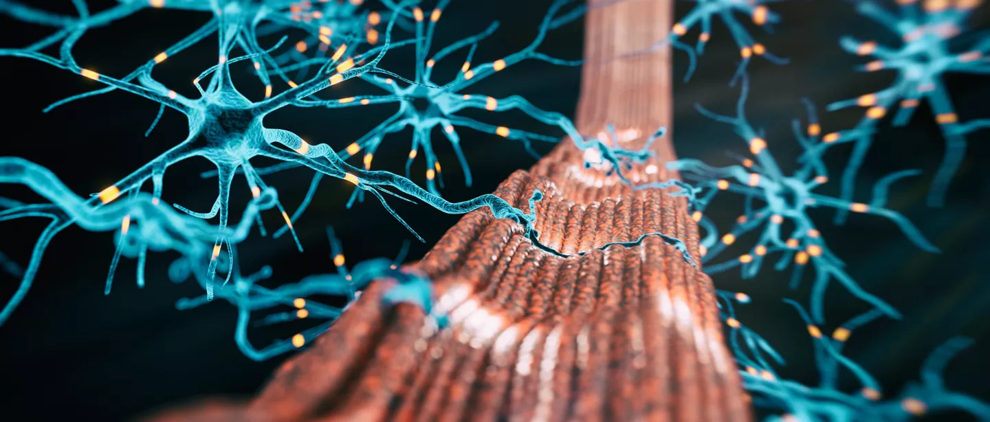 3d rendered image shown neuromuscular junction, where nerve end splits into several neural end plates on different muscle cells.