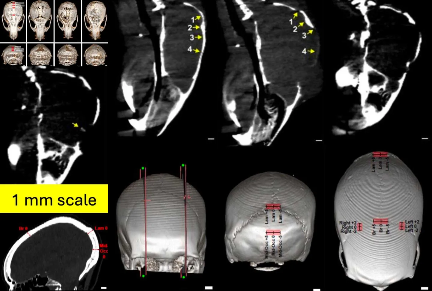 micro-CT imaging sample