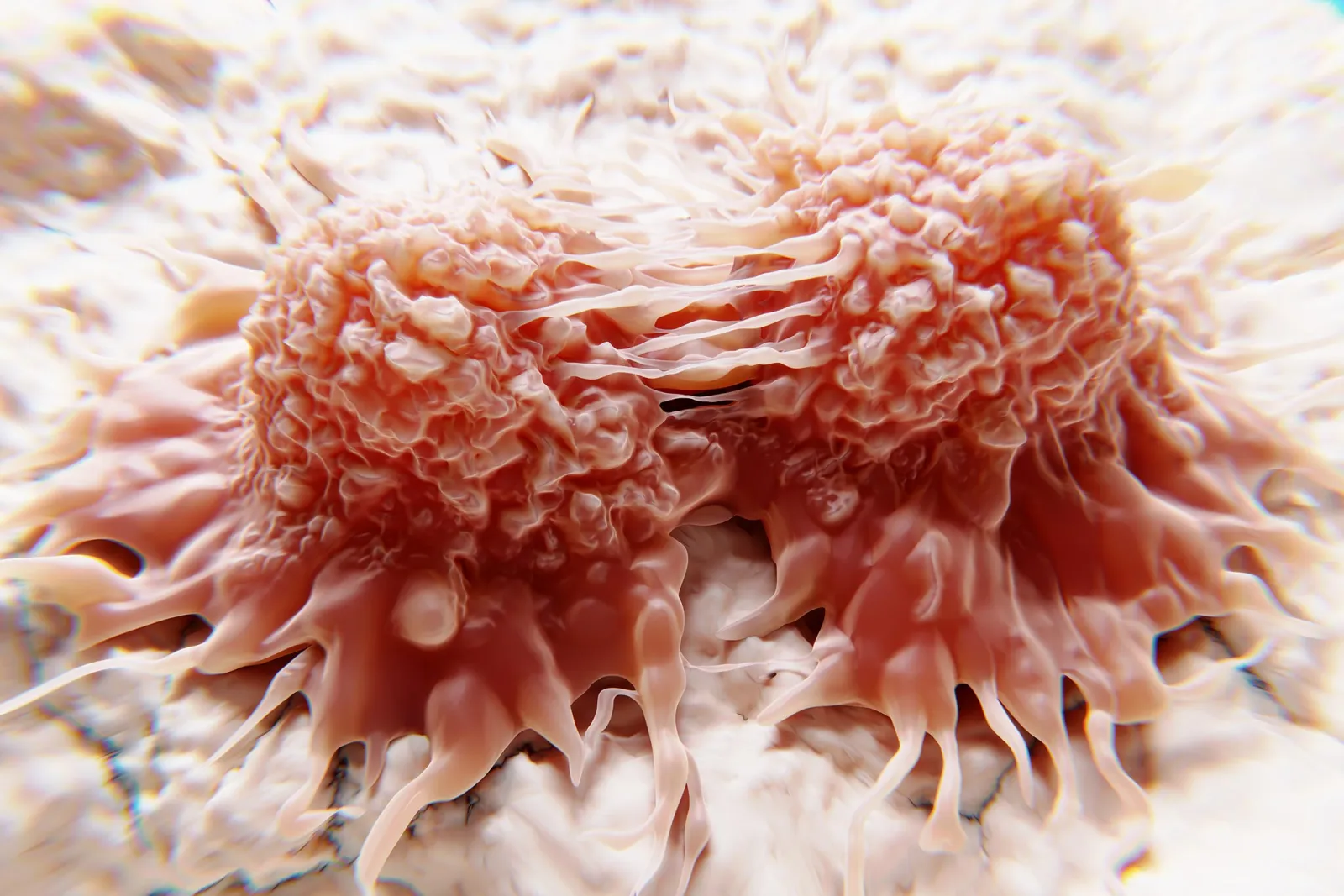 Dividing cancer cells, illustration