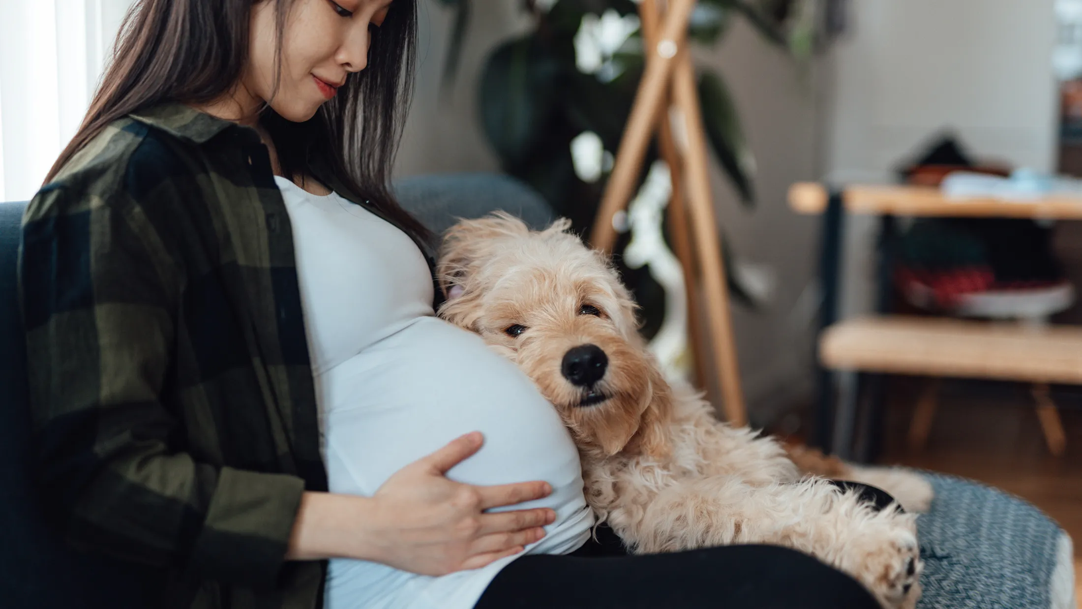 Pregnant woman sitting on a couch at home, gently holding her belly while a fluffy dog rests its head affectionately on her stomach.
