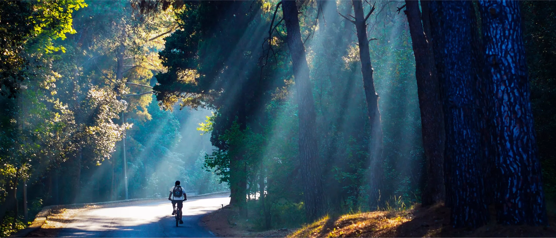 Person bicycling on path through sunlit park