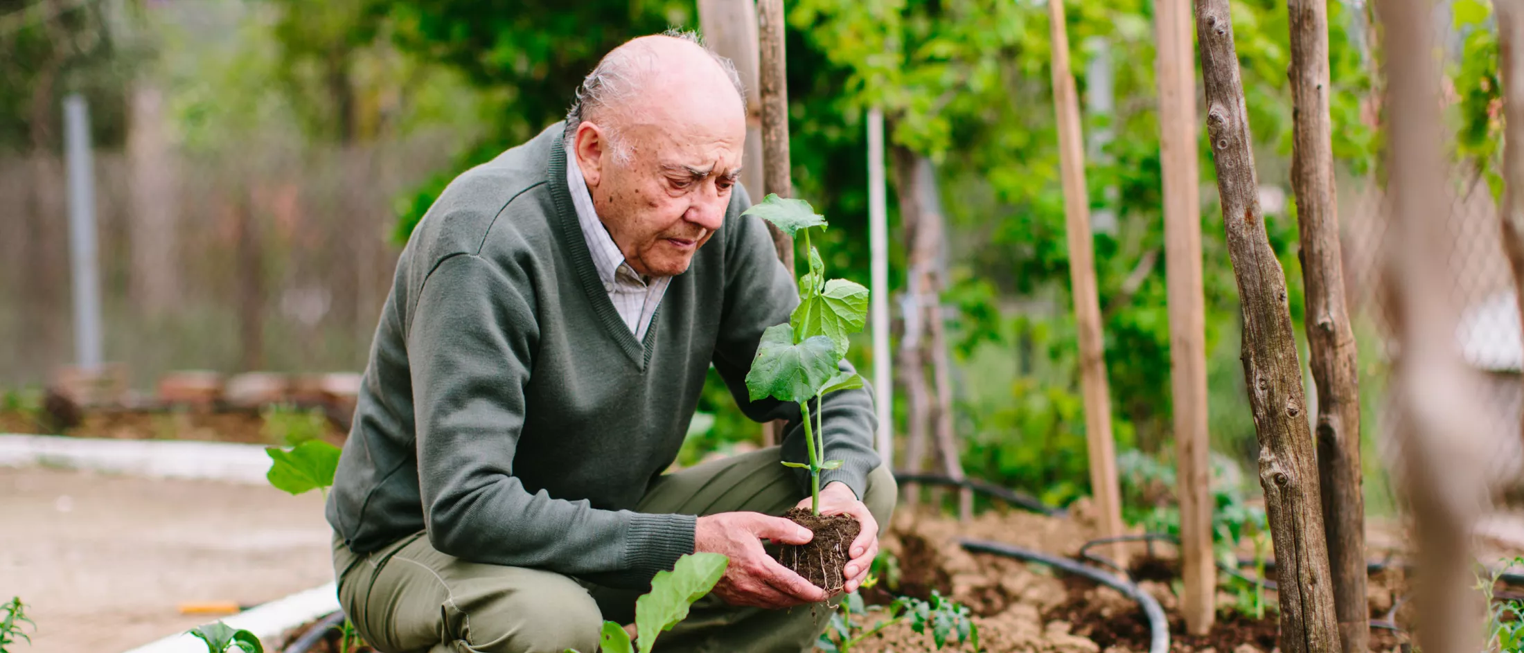 An older man working in his garden