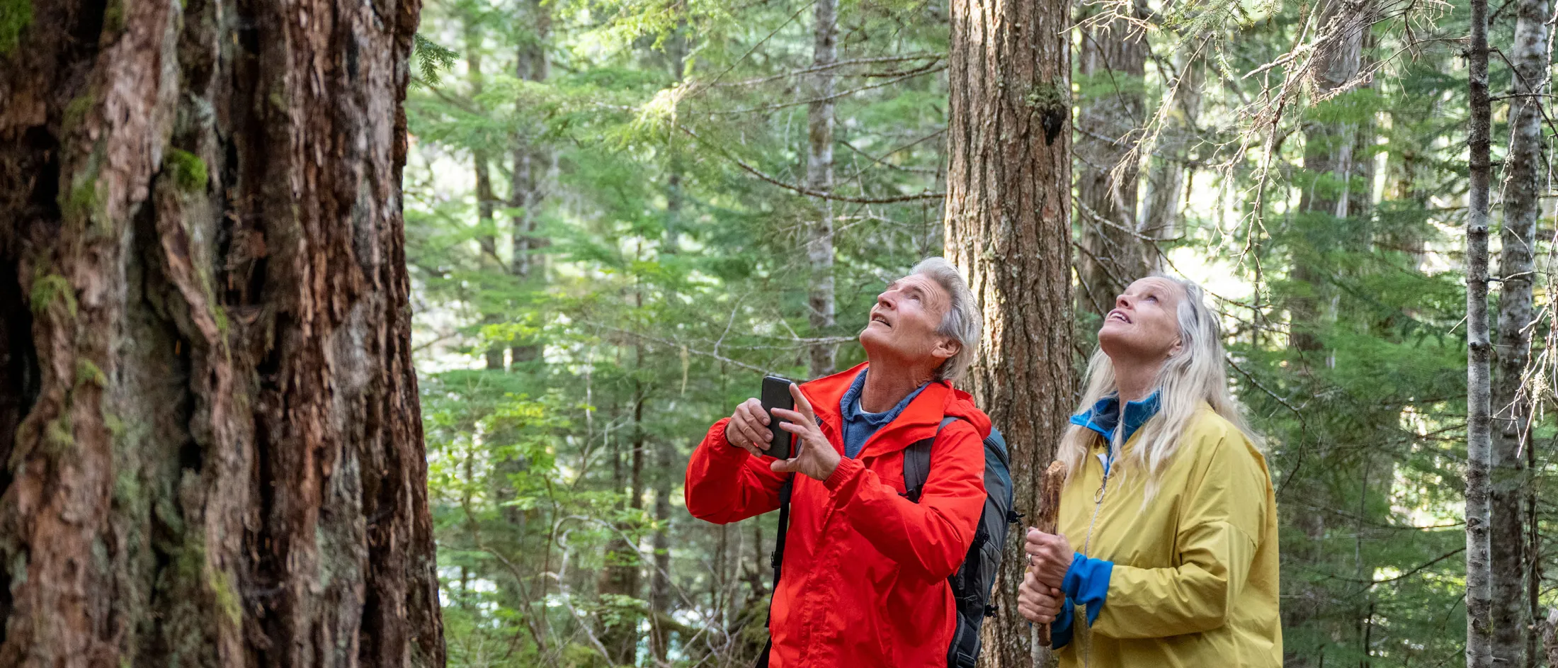 Two older adults wearing rain jackets look up in awe at tall trees in a lush forest during a hike.
