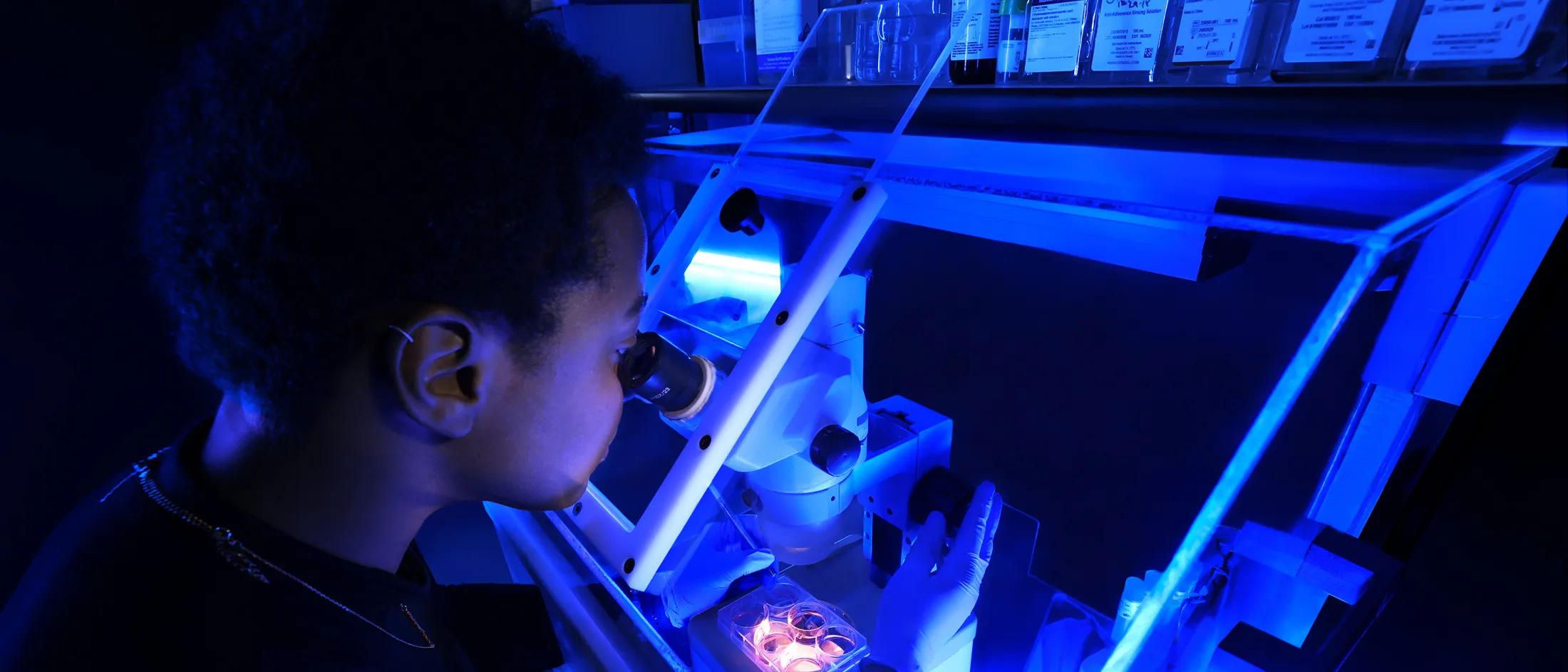 Scientist examines cell samples under a blue light microscope in a laboratory