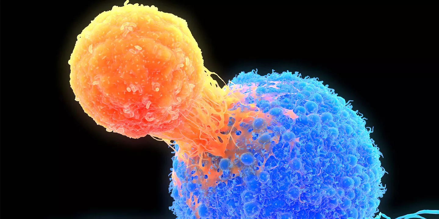 Microscopic image of cells, a smaller orange cell linked to a larger blue one.