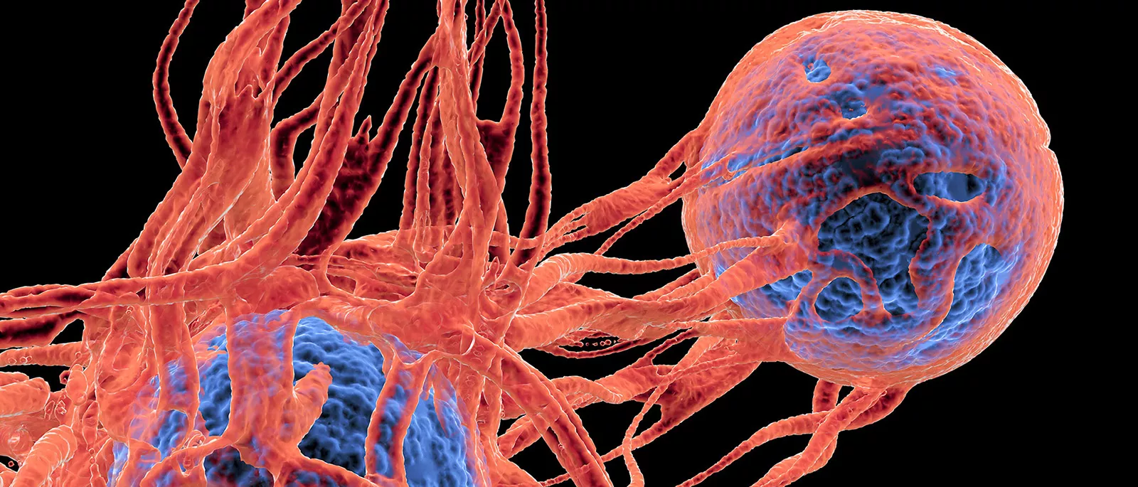 Red blue spherical cancer cells