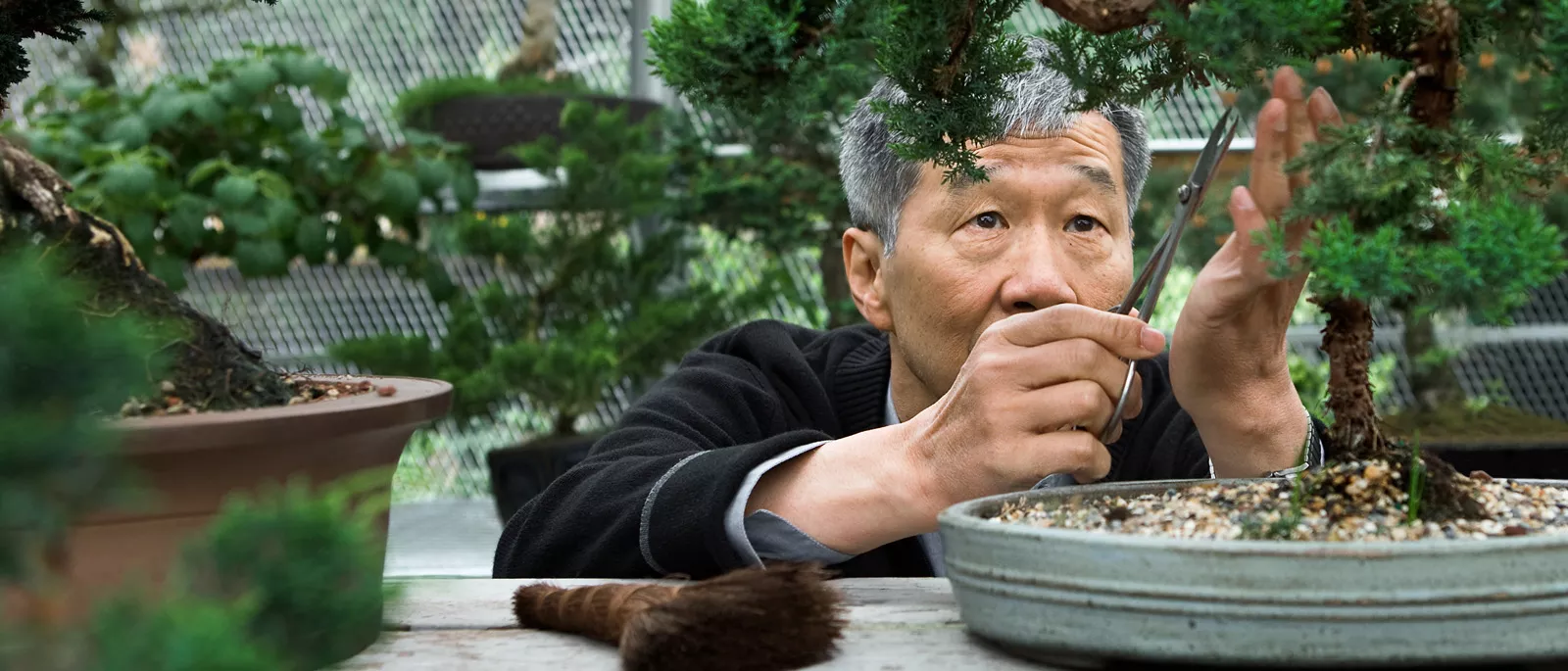 Man carefully trimming shrubbery with scissors.