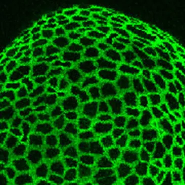 MECC Research Shared Resources Chemical Synthesis