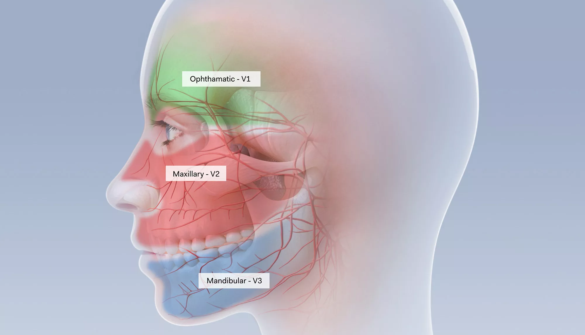 An illustration of a human head showing facial pain