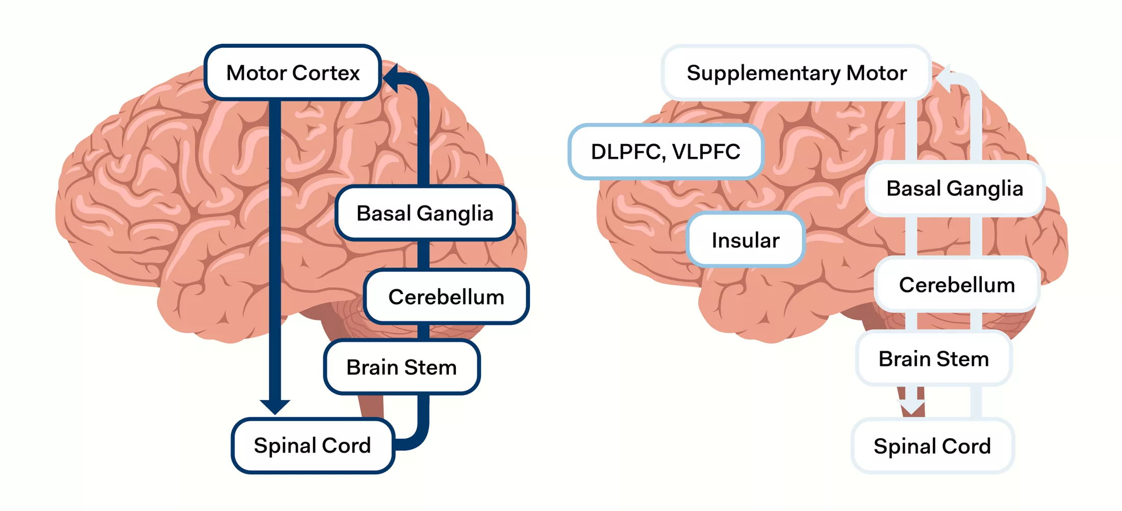 A graphic of the motor cortex and supplementary motor
