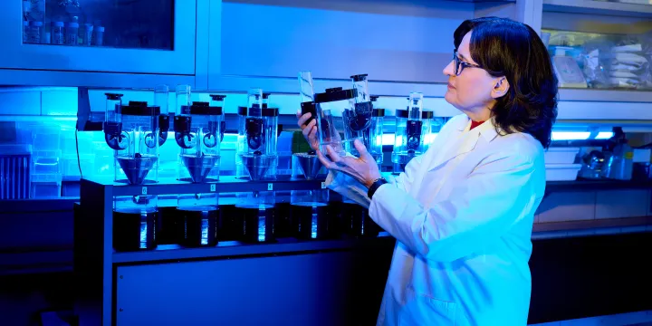 Scientist in lab coat examining transparent lab equipment under blue lighting.