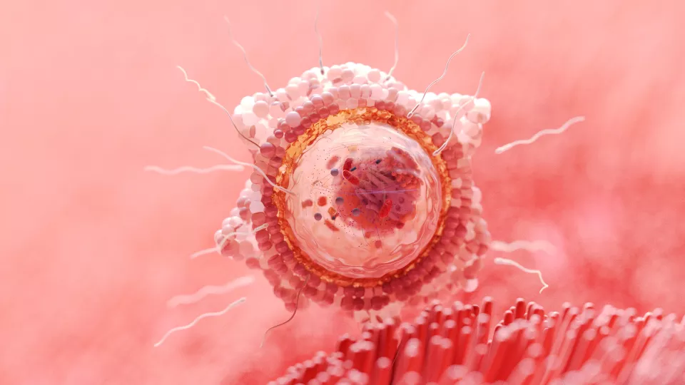 Investigating DNA Packaging in Sperm