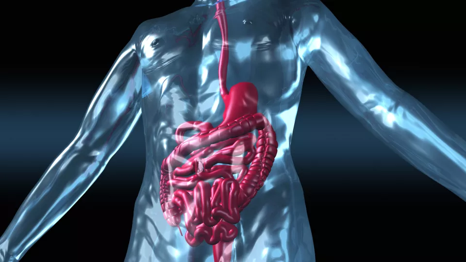 Human Body with Digestive System 3D Illustration