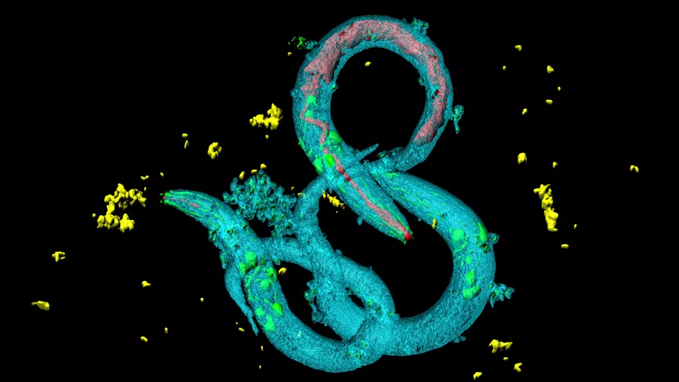 Identifying the Function of Every C. elegans Neuron