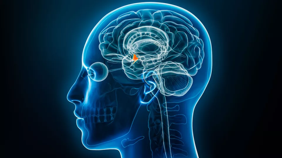 Investigating Brain Circuits Linking Overeating with Obesity