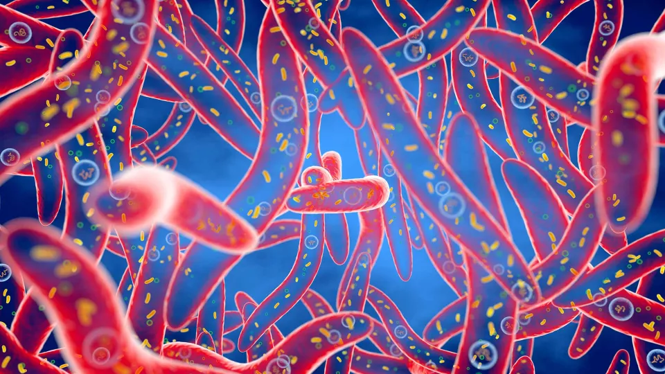 A Type of Common Mouth Bacteria Implicated in Colorectal Cancer