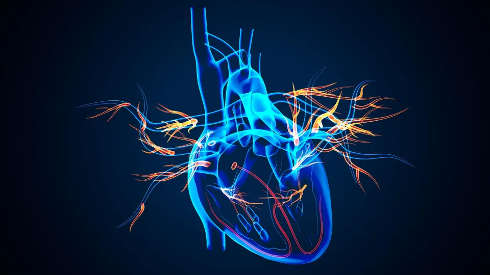 3D Illustration of Human Body Organs Heart Anatomy