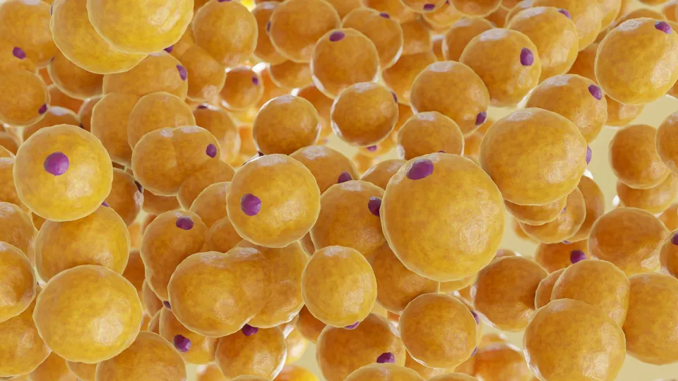 A cluster of Fat cells. 3D Rendering