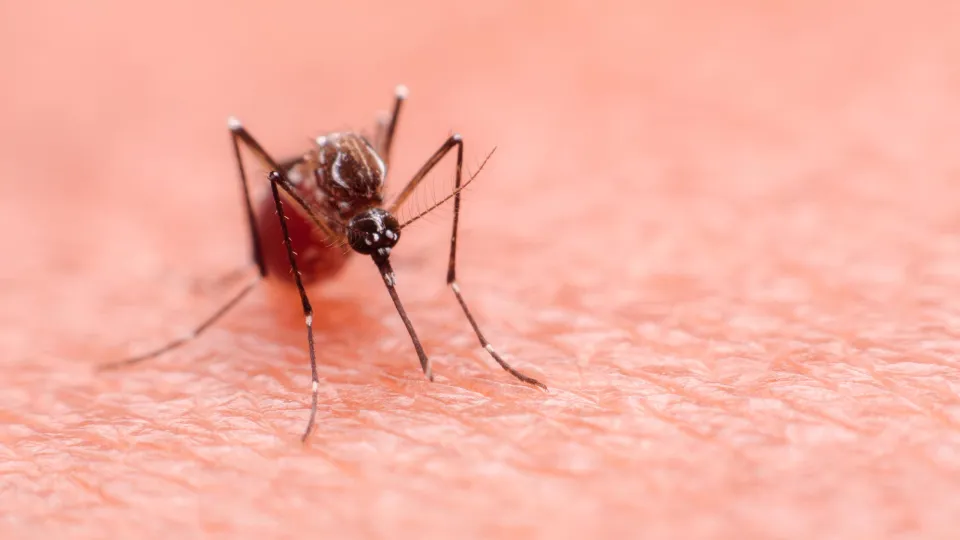 A mosquito that carries dengue fever and Zika virus is sucking blood on a person's skin