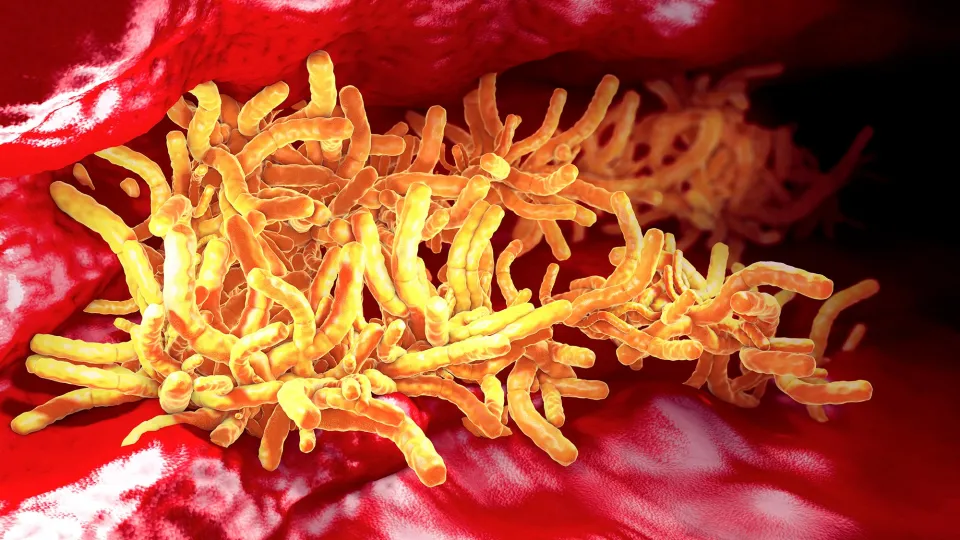 Tuberculosis Bacteria