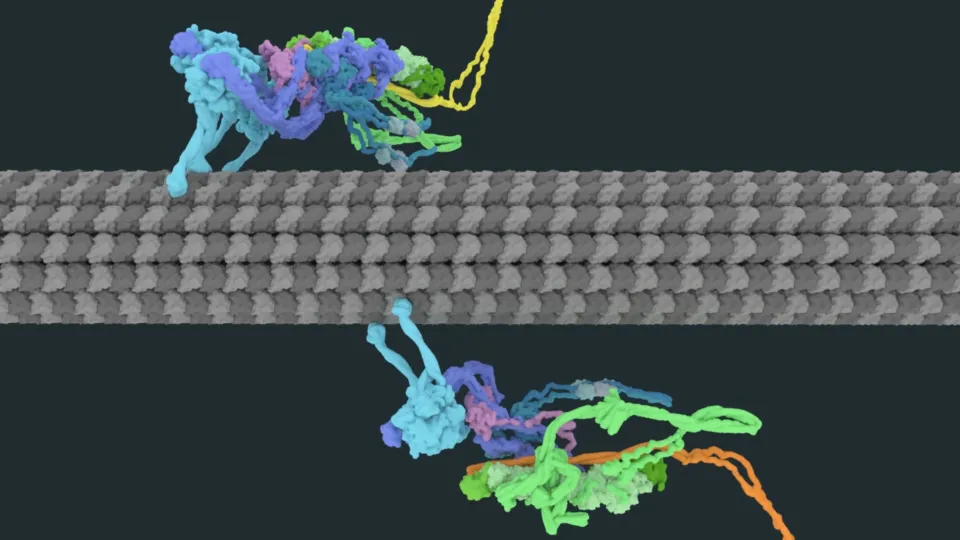 Dynein Dynactic BicD Motor Complex Screen Shot