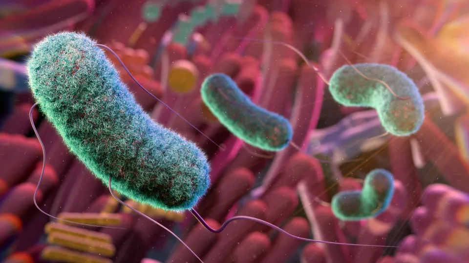 Gut Microbiome Conceptual Illustration