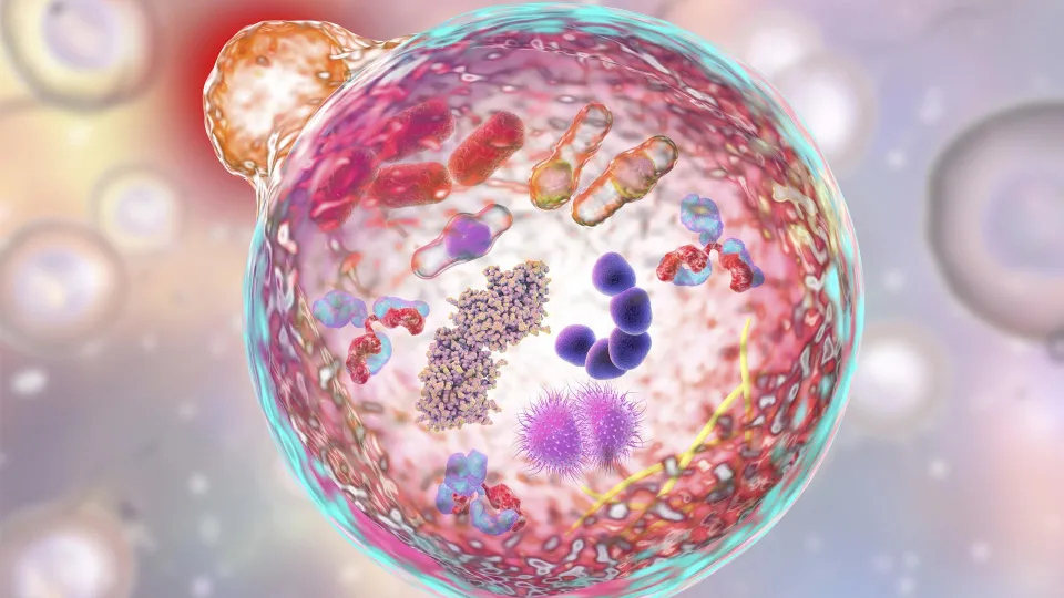 Autophagy, illustration