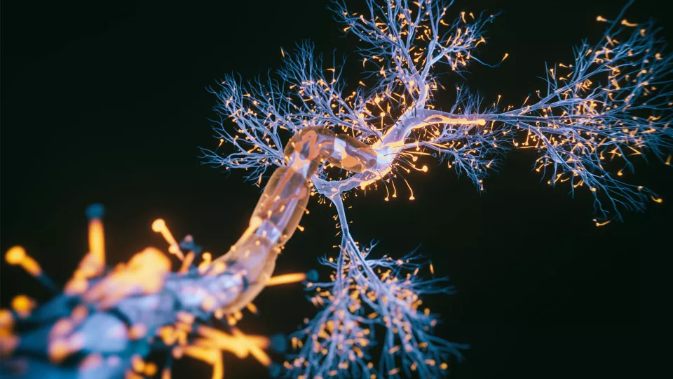 Study Reveals Disease-Causing Protein's Structure