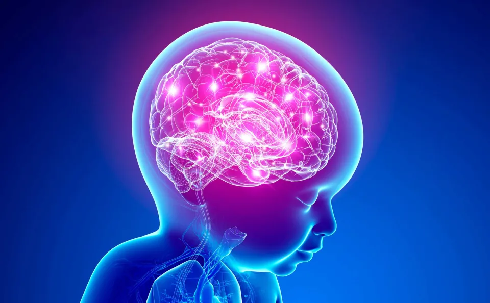 Digital illustration of neonatal brain development